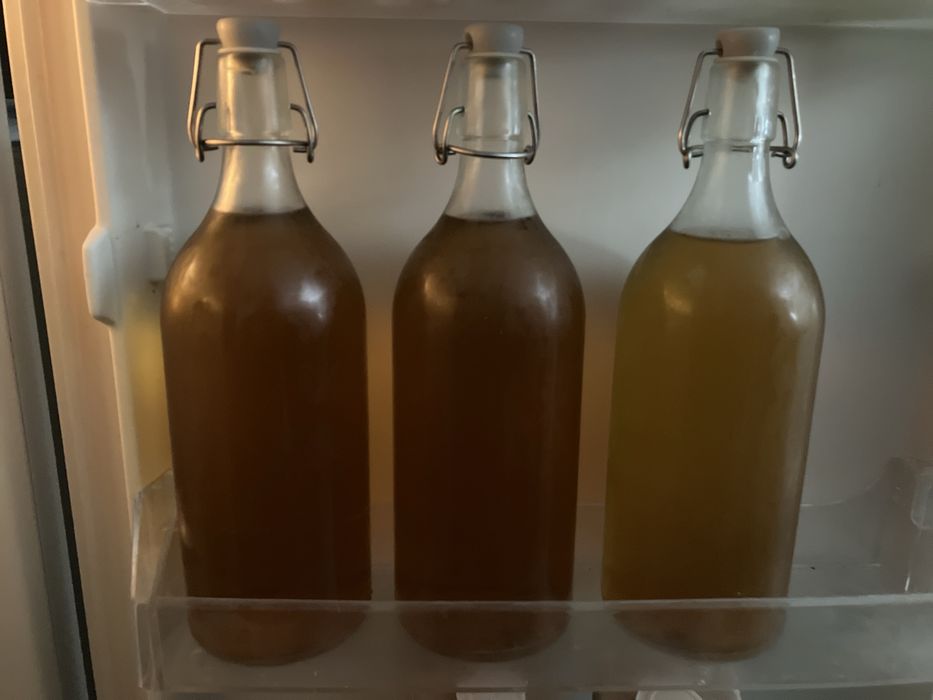 Scoby - Doação de Scoby e Starter Bio para Kombucha