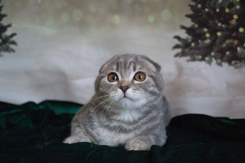 IT початківець дівчина