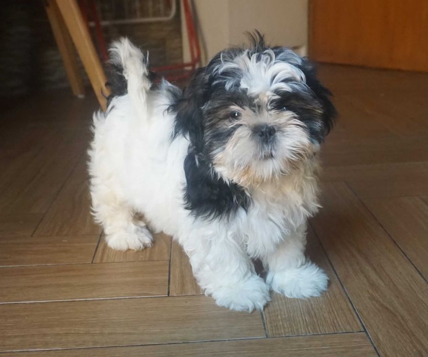 biało-czarny piesek shih tzu