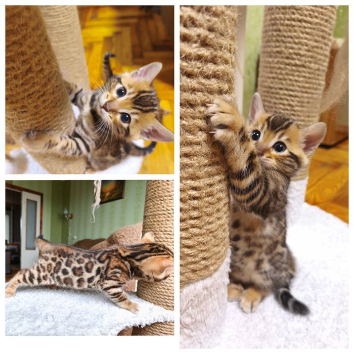 Бенгальские котята