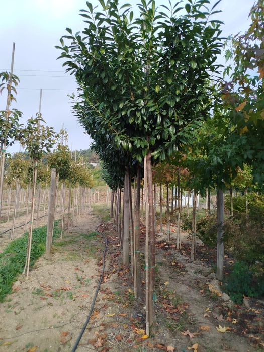 Planta Prunus Laurocerasus Novita 20-25