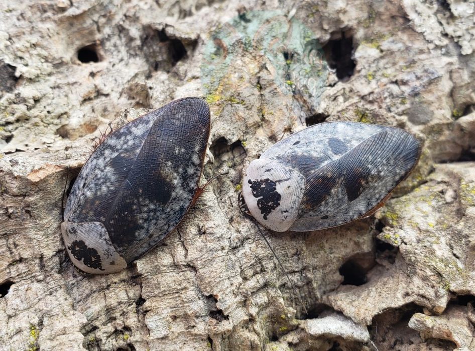 Gyna caffrorum karaczany