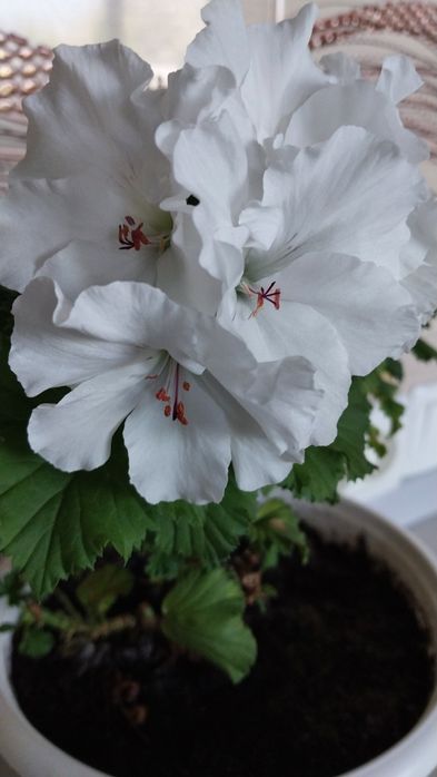 Королівська пеларгонія. Пеларгонія Розалінда.