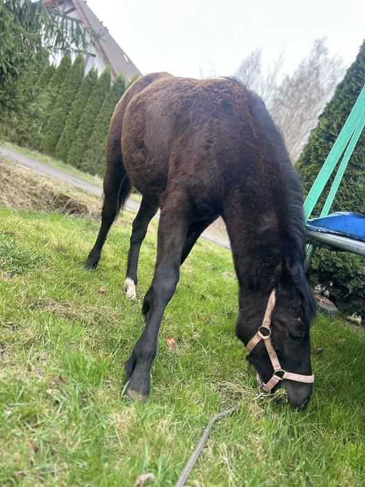 Sprzedam Klacz 10 miesiecy