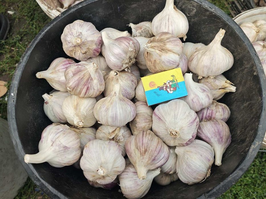 Продам зимовий часник Любаша (чеснок)