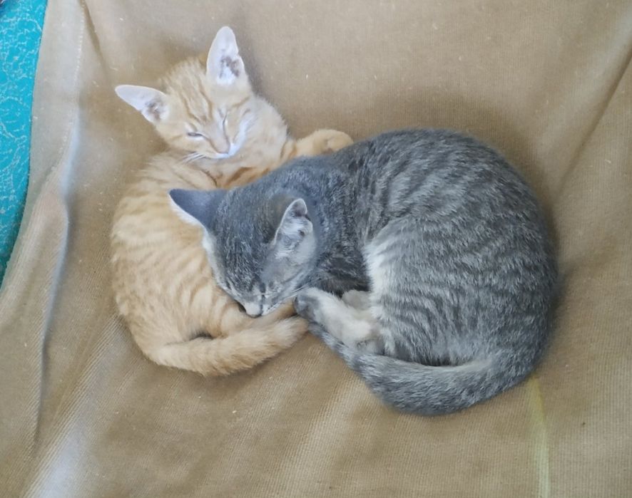 Рыжий котенок в добрые руки