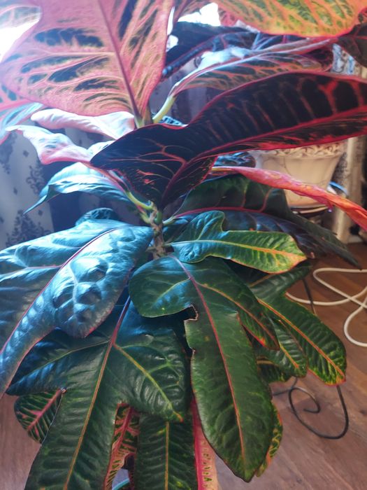 Кротон 111 см без горшка