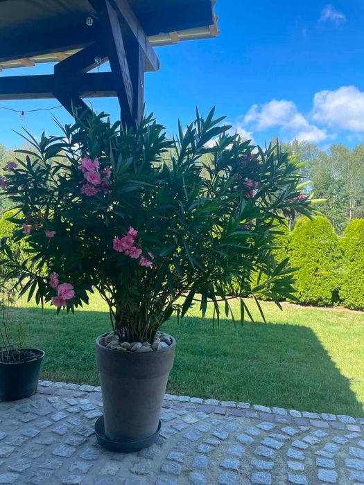 Oleander pełny różowy