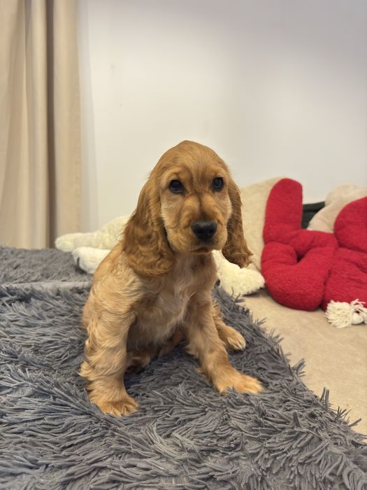 NUGAT szczenię Cocker Spaniel Angielski REZERWACJA