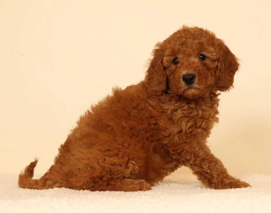 Goldendoodle disponível