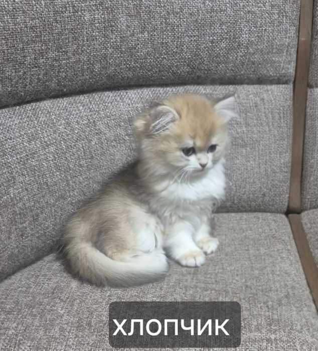 Британська довгошерста шиншила