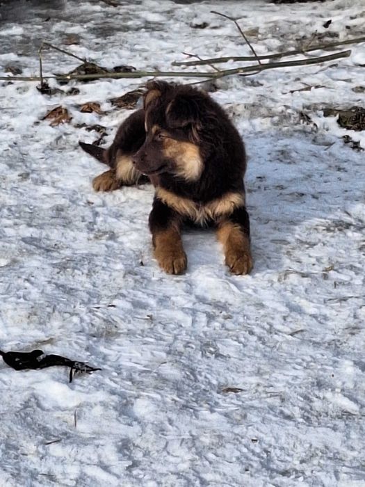 Piesek do adopcji - suczka