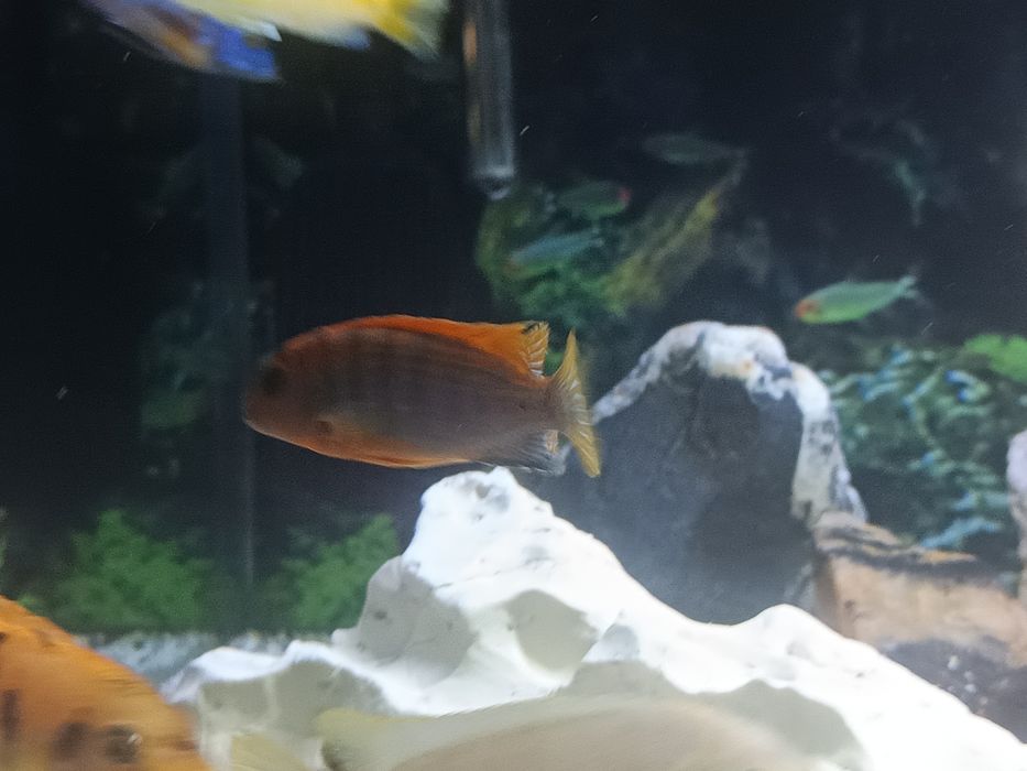 Labidochromis honji sweden