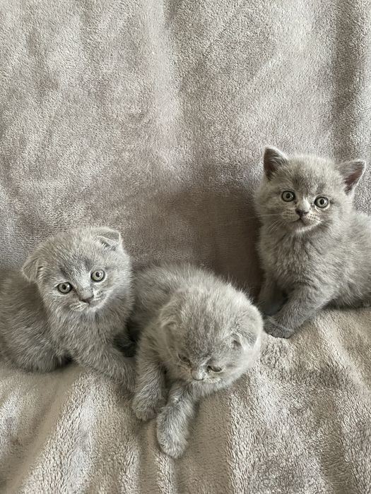 Кошенята шотландські висловухі, прямовухі Scottish Fold та Straight