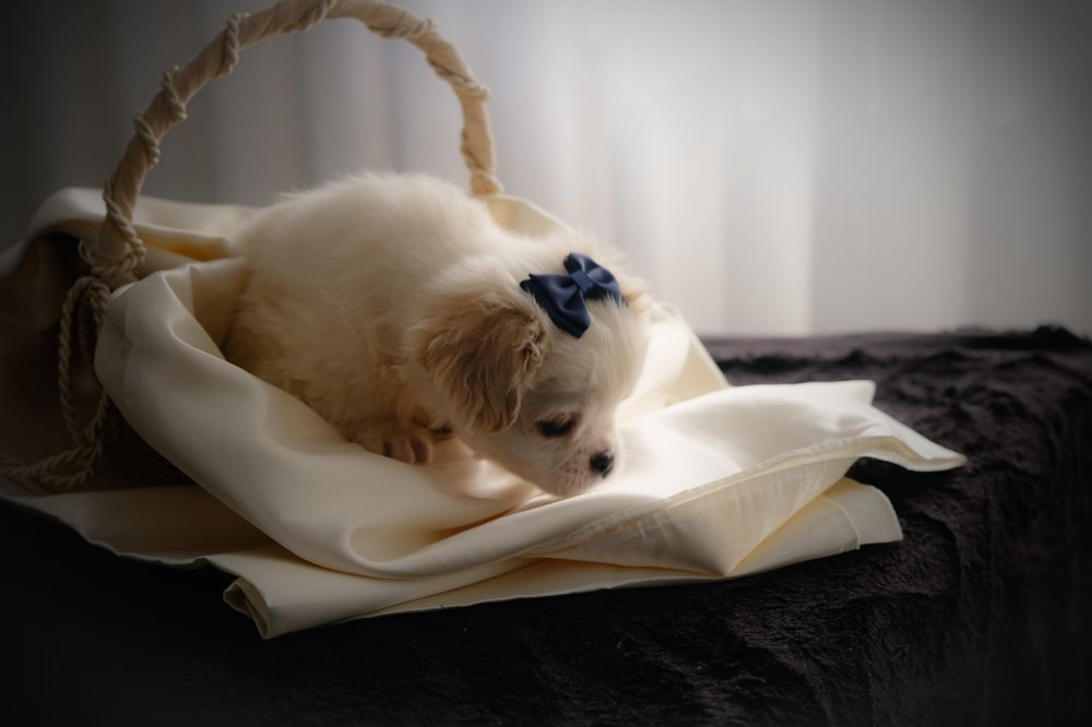 Bebés à procura de família