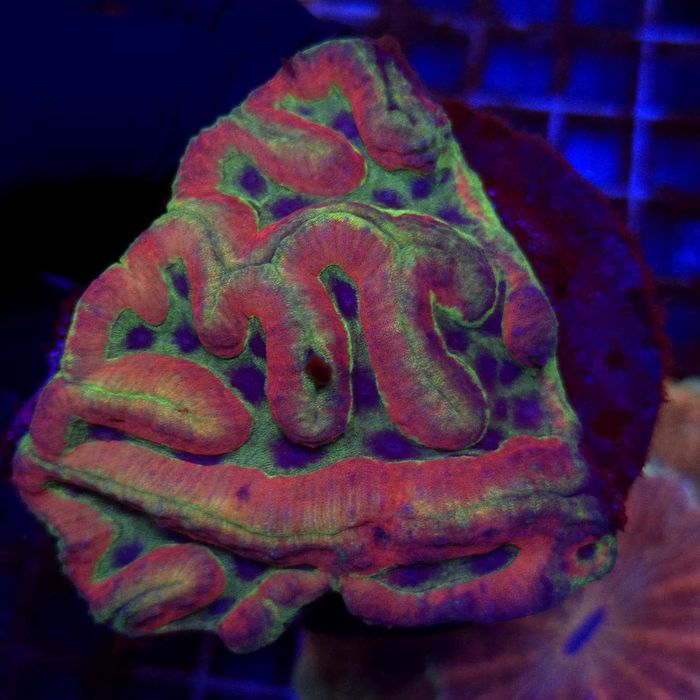 Lobophyllia Mastergrade Ultra WYSIWYG #92 koralowce akwarystyka morska