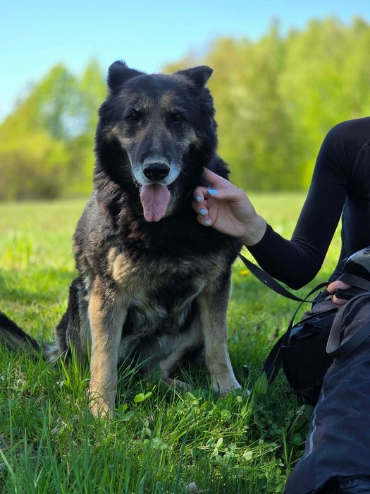Kochana staruszka Kodi szuka domu