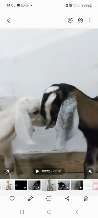 Продам англонубийского 100% козлика