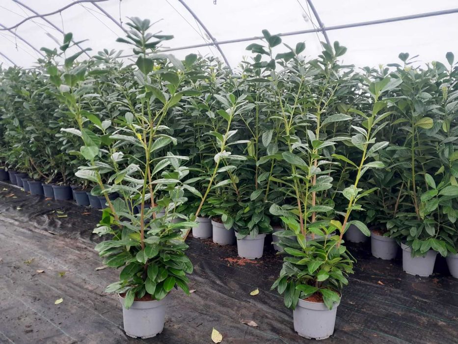 Prunus Novita Rotundifolia! Laurowiśnia wschodnia do 200 cm! Sadzenie