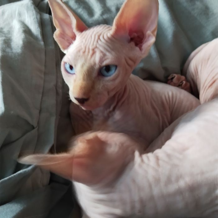 Котик канадський сфінкс.