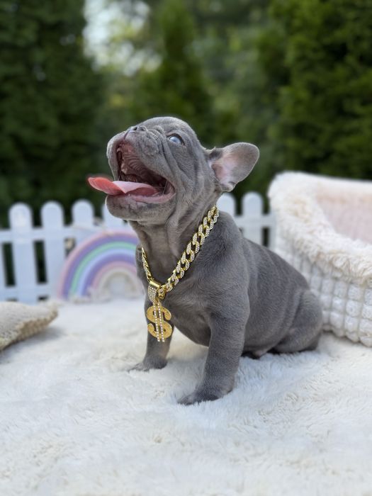 Buldog francuski piesek lilac tan
