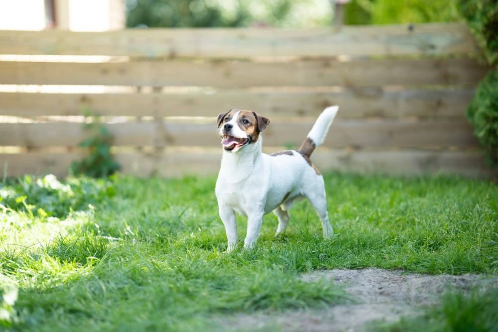 NELA, suczka Jack Russell Terrier FCI, ZKwP