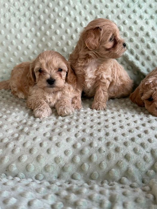 Мальтіпу F1 та F2