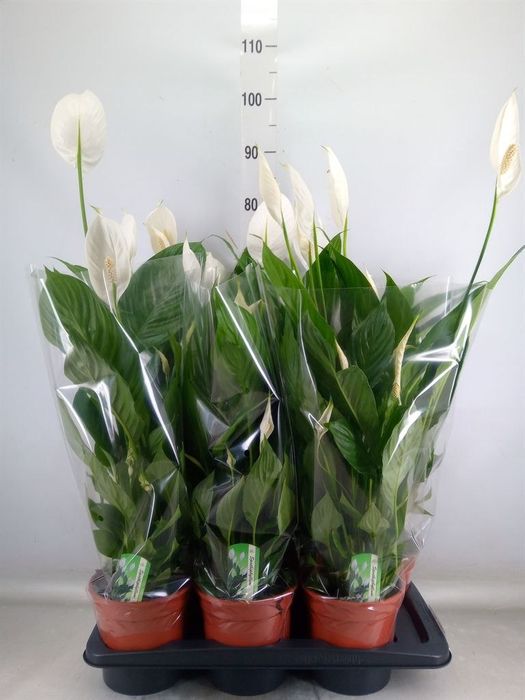 Кімнаті Рослини Вазони оптом