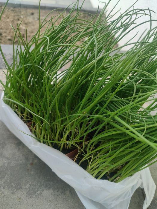 Pięć sadzonek cebula siedmiolatka