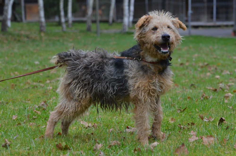 Matiz - do adopcji
