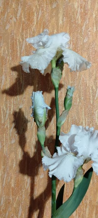 Іриси садові сортові високі 35 грн