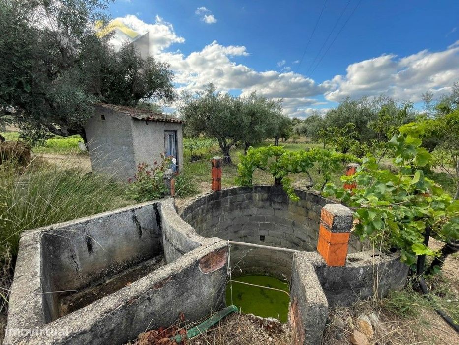 Terreno com árvores de fruto e oliveiras em Juncal do Campo!