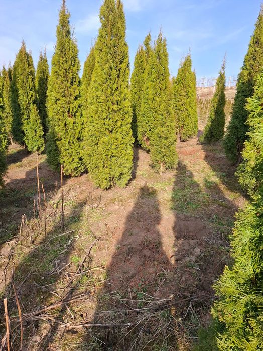 Tuje Szmaragd, 120–270 cm, Thuja na żywopłot, Duże gęste tuje