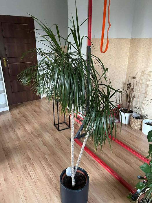 Kwiatki do domu, dracena, areka
