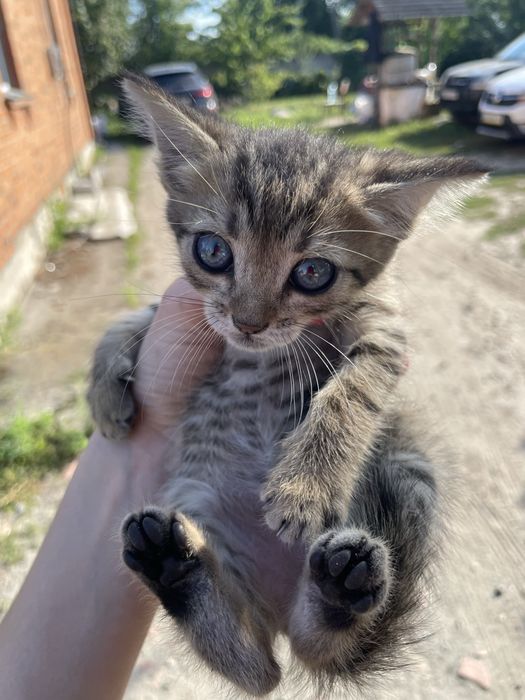 Котики безкоштовно