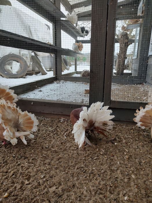 Pawik pawiki czarny biały ogon