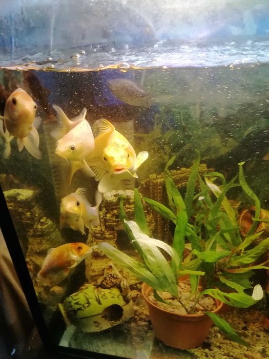 Продам карпа кои