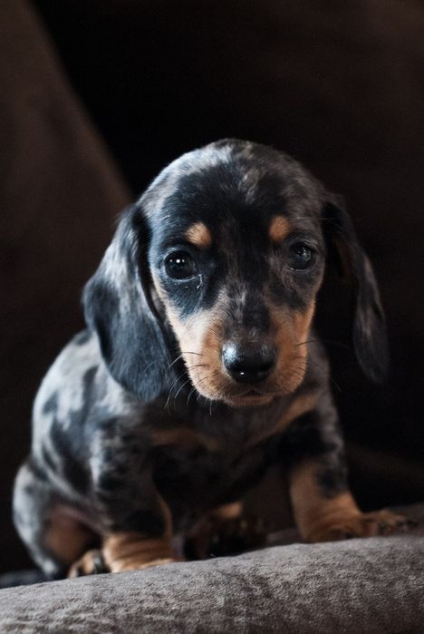 Ексклюзивне цуценя такси – мармурова окраса!