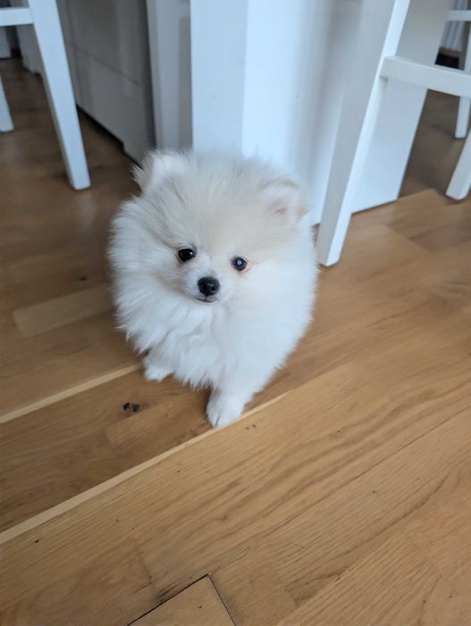 Szpic Miniaturowy, Pomeranian