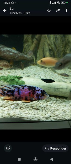 Crias de Aulonocaras calico ob