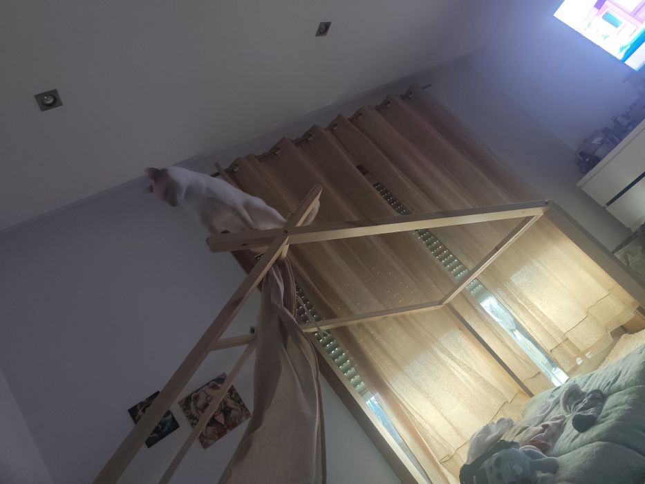 Gatinho 1 ano adoção responsável