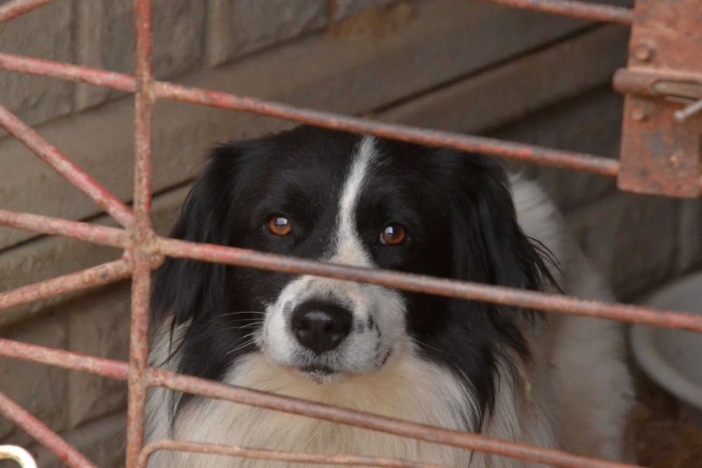Latek piękny , ułożony pies do adopcji