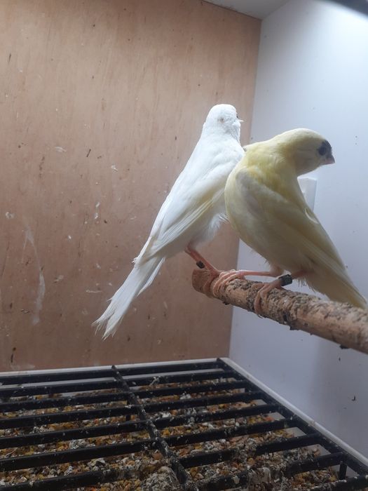 Kanarki młode z 2026