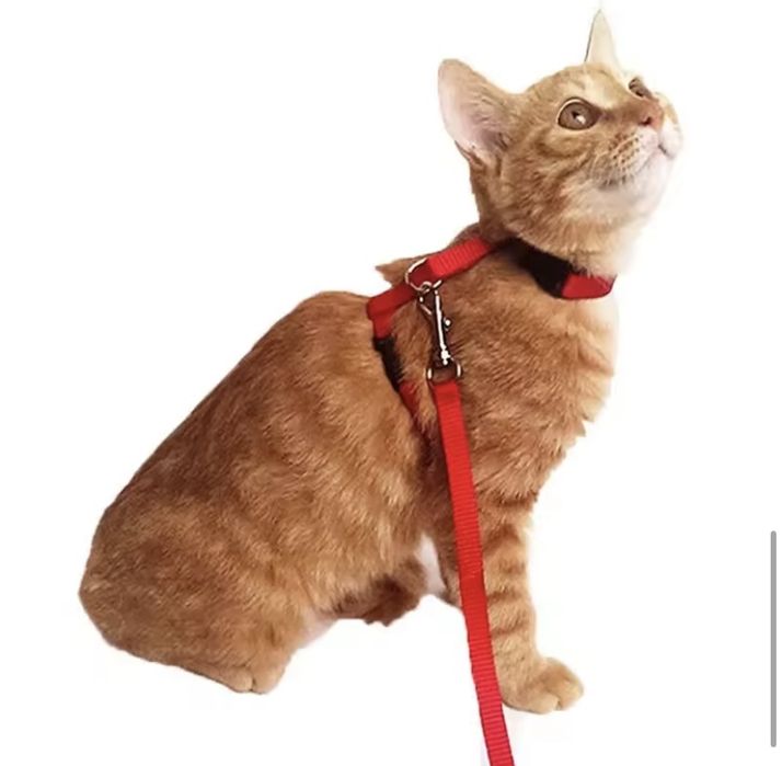 Шлейка для кота регулируемая