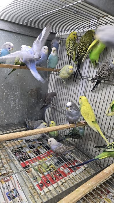 Periquitos de diferentes mutações