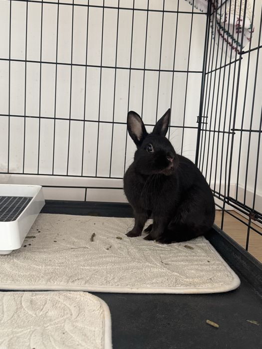 Królik do adopcji