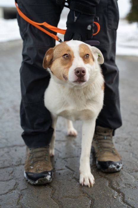 Собачки безкоштовно