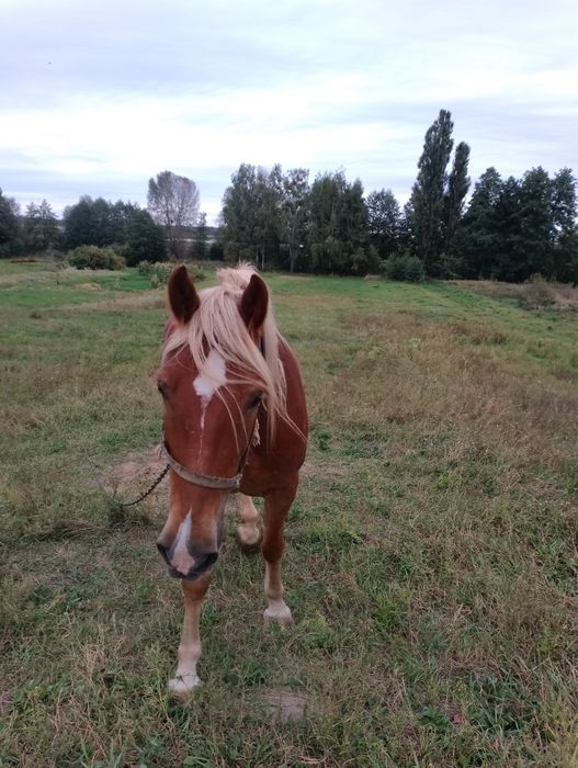 Продам Коня 9 років