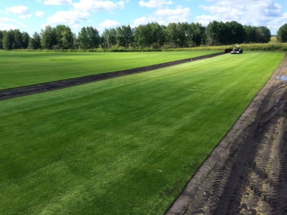 рулонний газон преміум класу