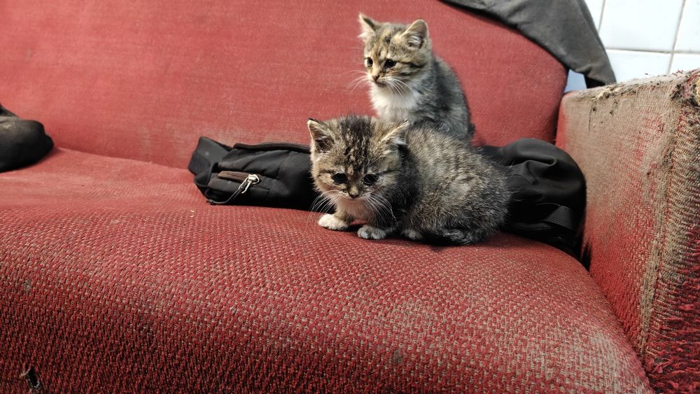 Кошенята безкоштовно